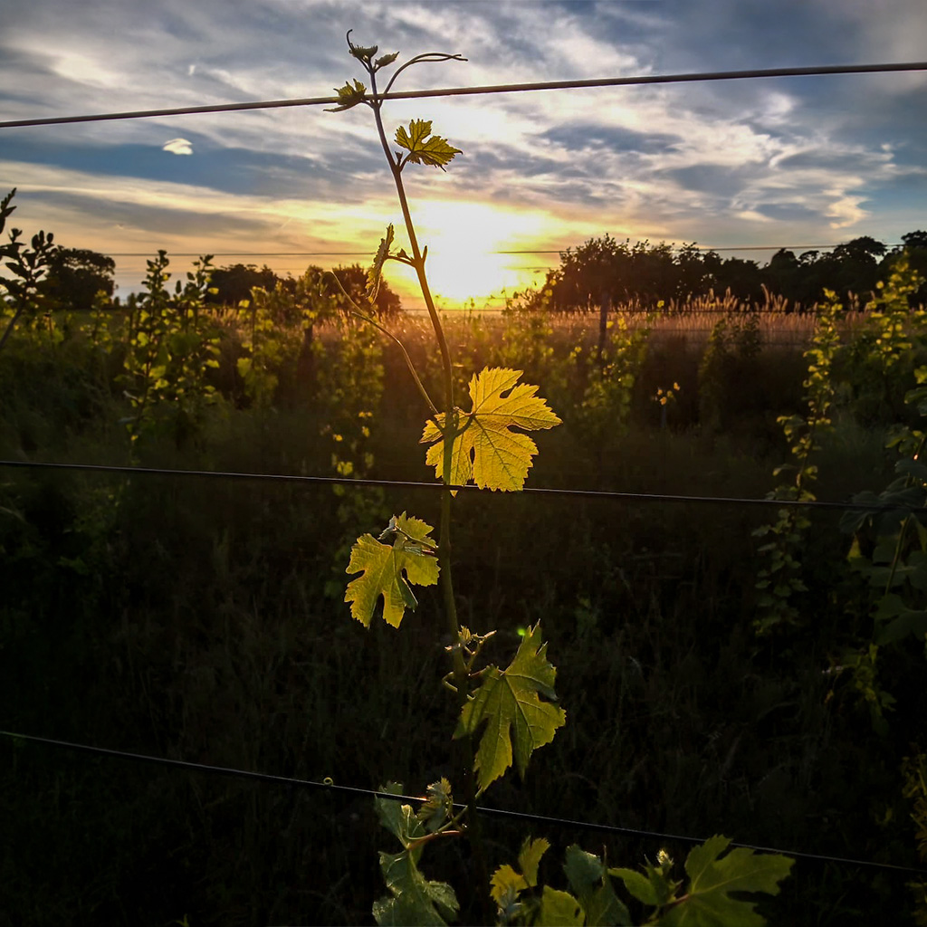 Domaine-Chapelin-Vignoble-de-l-isere-vigneron-beauvoir-de-marc-vigne-iseroise-vin-acceuil-reecrire-une-histoire-du-vin-01