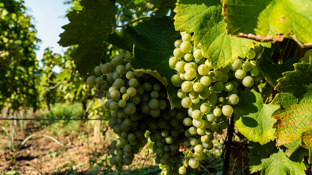 Domaine-Chapelin-Vignoble-de-l-isere-vigneron-beauvoir-de-marc-vigne-iseroise-vin-acceuil-reecrire-une-histoire-du-vin-02