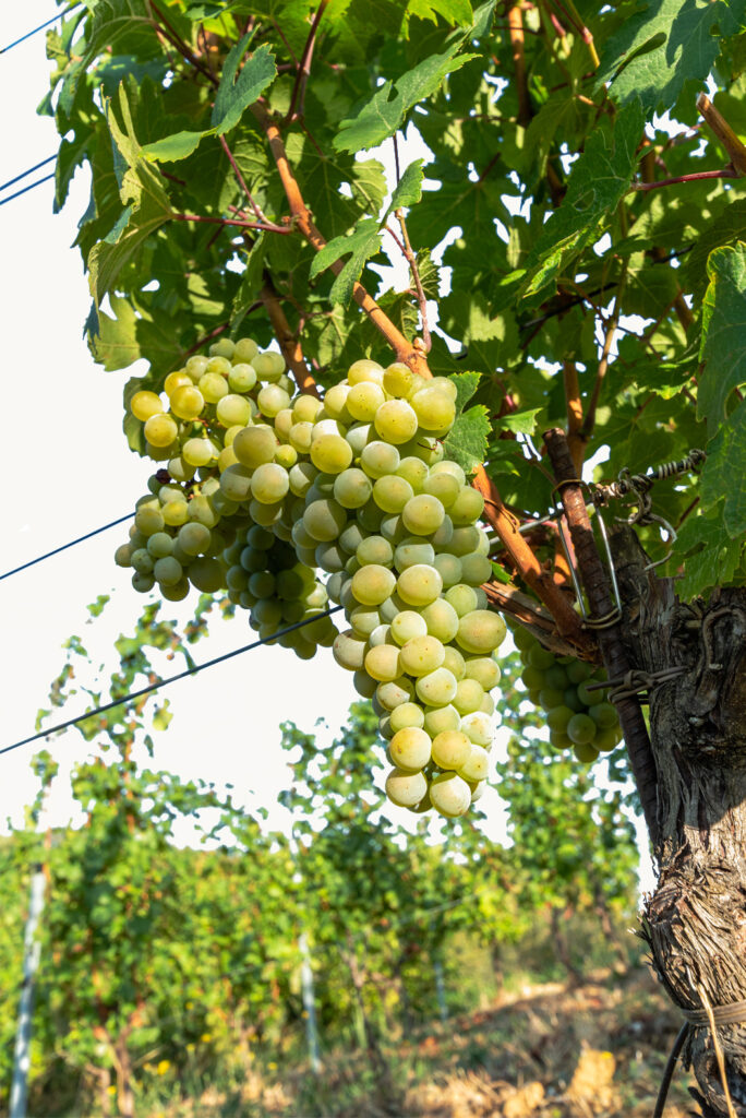 Domaine-Chapelin-Vignoble-de-l-isere-vigneron-beauvoir-de-marc-vigne-iseroise-vin-acceuil-un-domaine-de-qualité-03