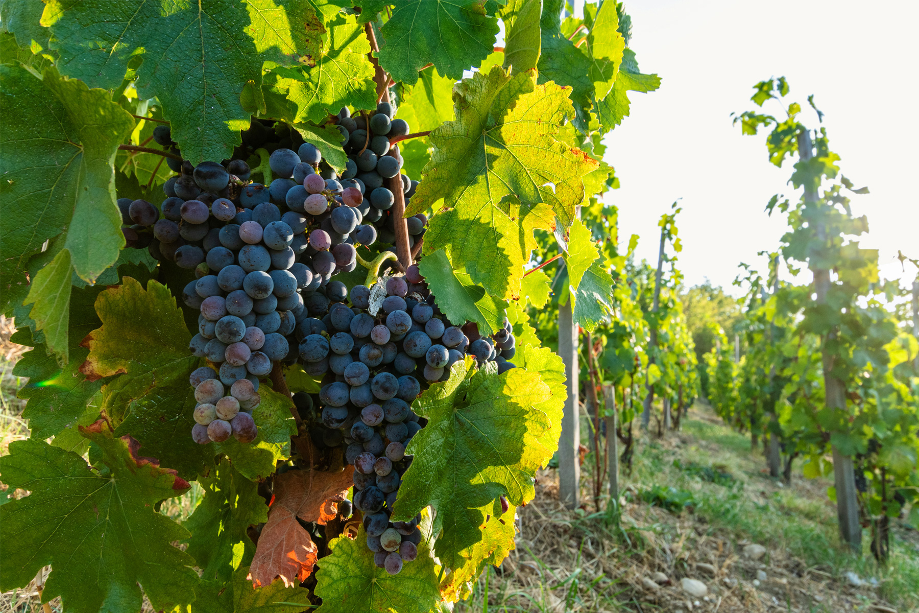 Domaine-Chapelin-Vignoble-de-l-isere-vigneron-beauvoir-de-marc-vigne-iseroise-vin-le-domaine-la-vigne-expression-d-un-territoire-unique-02