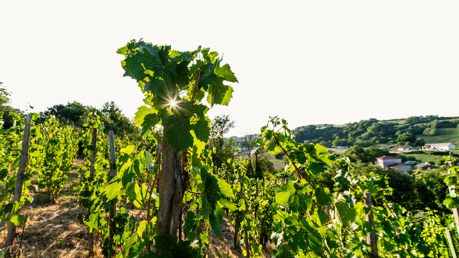 Domaine-Chapelin-Vignoble-de-l-isere-vigneron-beauvoir-de-marc-vigne-iseroise-vin-le-domaineune-region-d-histoire-le-respect-de-la-vigne-01-2