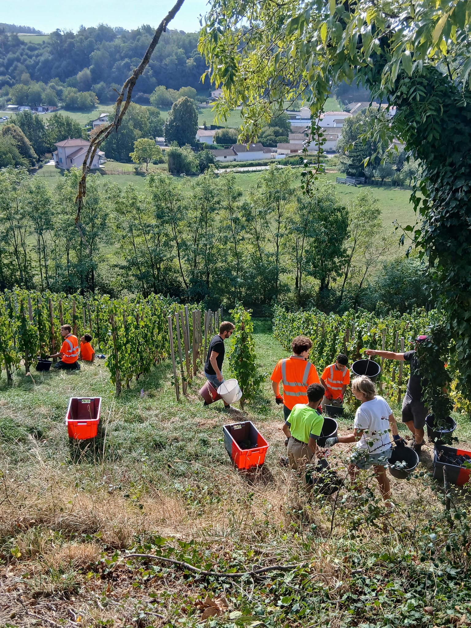 jeunes-ime-vendanges-domaine-chapelin-beauvoir-de-marc.jpg