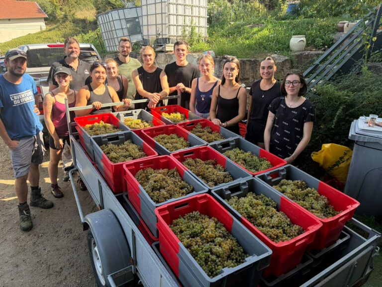 vendanges-bio-domaine-chapelin-11.jpg