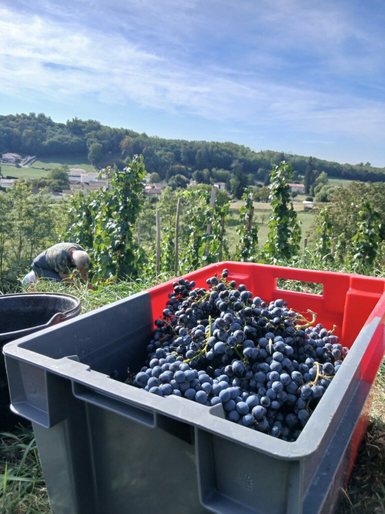 vendanges-etraire-adui-la-combe-domaine-chapelin.jpg